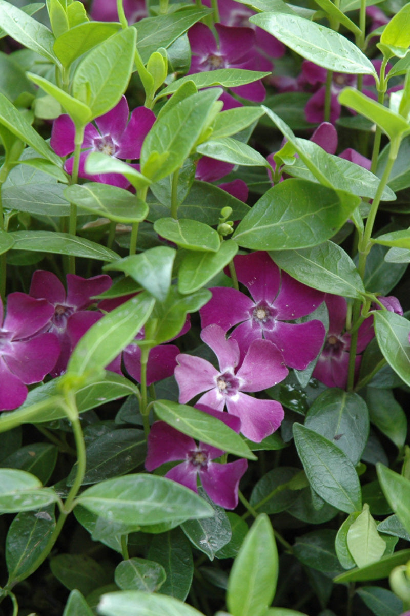 Vinca, Wine Periwinkle