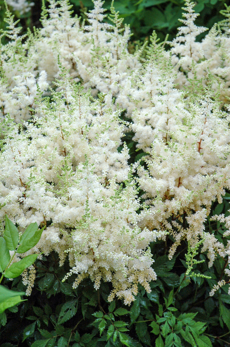 Astilbe, Ellie