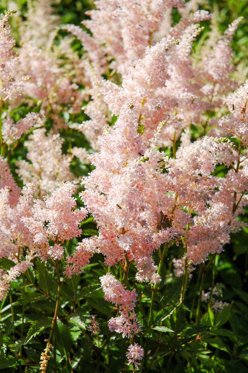 Astilbe, Europa