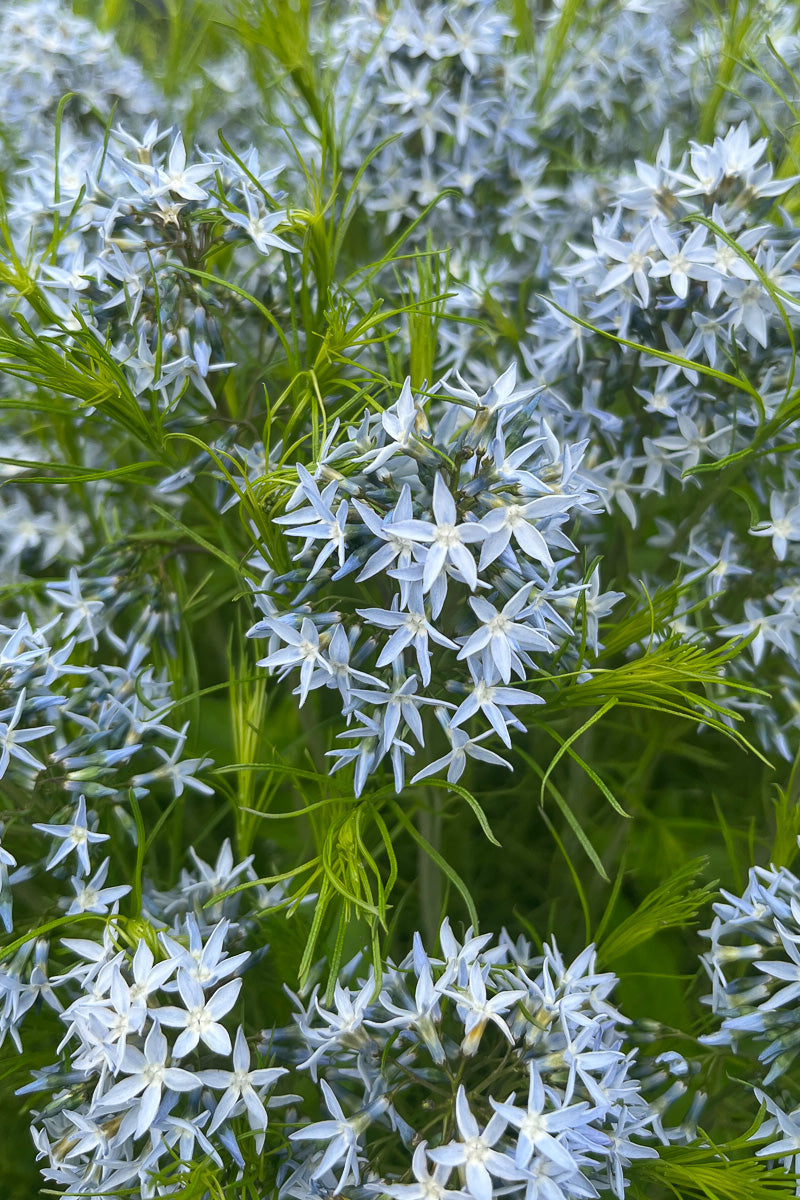 Threadleaf Amsonia, String Theory
