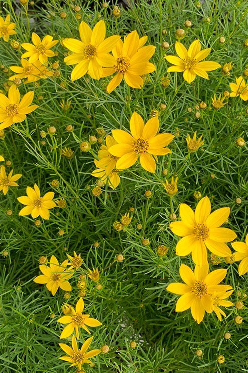 Coreopsis, Prairie