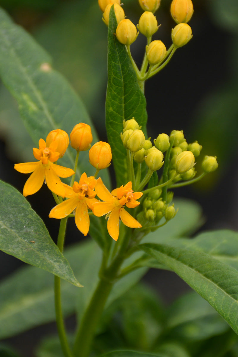 Asclepias, Milkweed Silky Gold