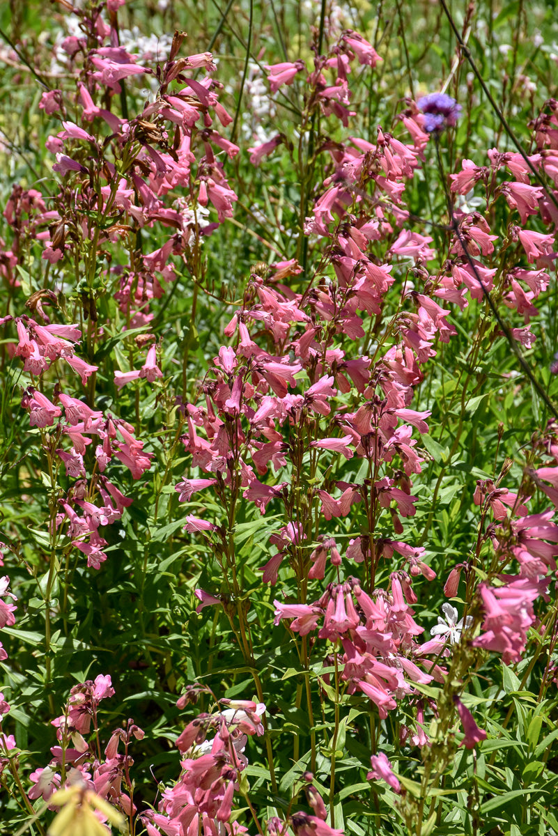 Beardtongue, Pink Pearls