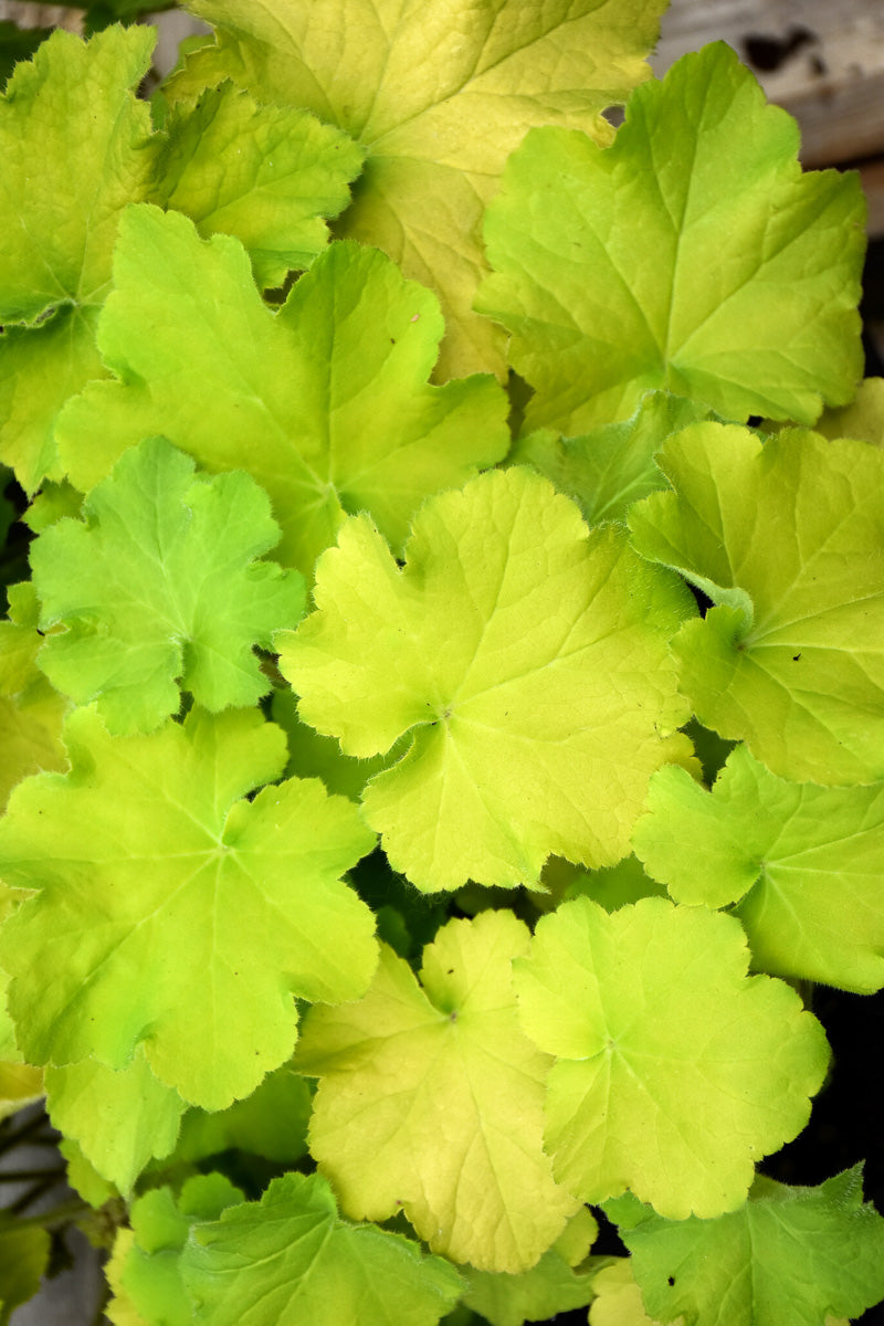 Coral Bells, Guacamole