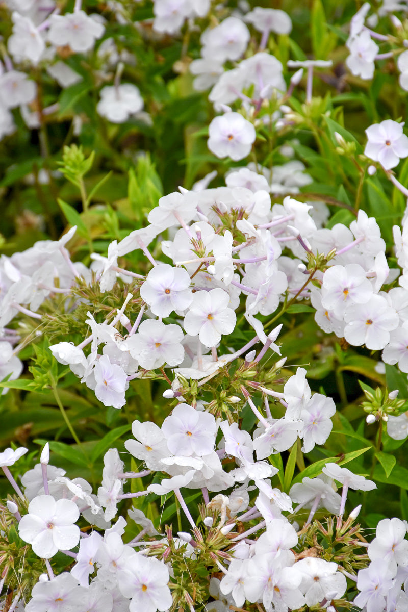 Phlox, paniculata Fahionably Early Crystal