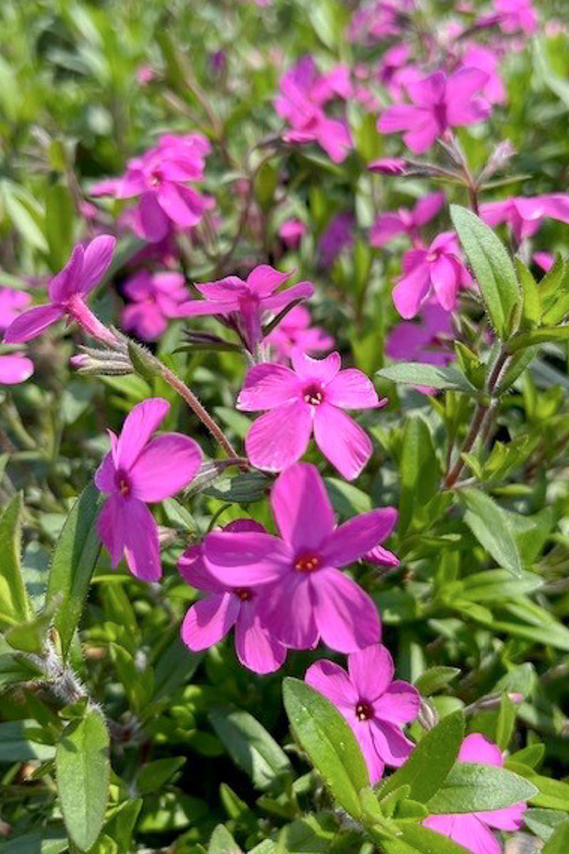 Phlox, Woodlander Pink