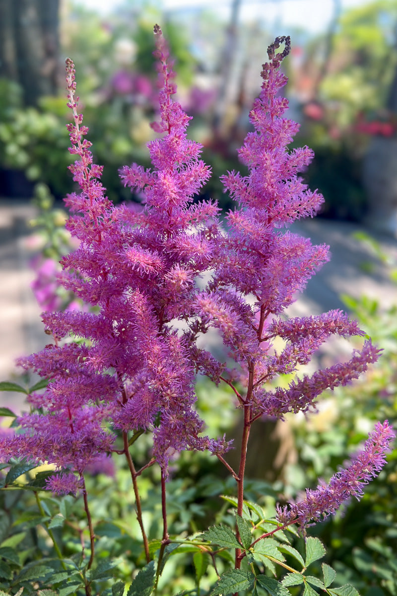 Astilbe, Amethyst