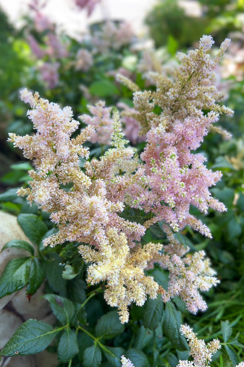Astilbe, Peach Blossom