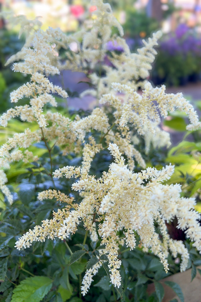 Astilbe, Bridal Veil