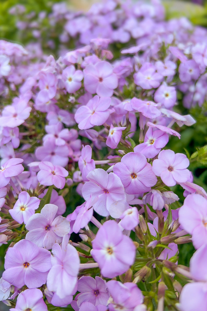 Phlox, Opening Act Blush