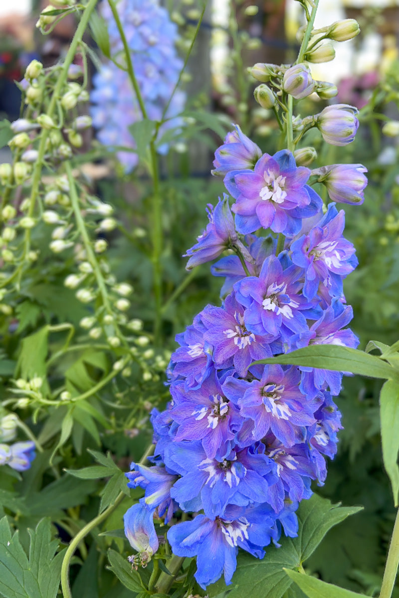 Delphinium, Guardian Blue