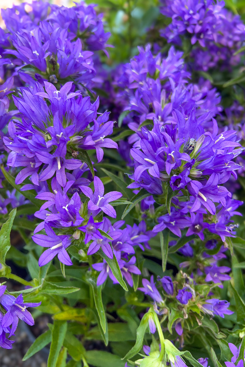 Bellflower, Genti Blue