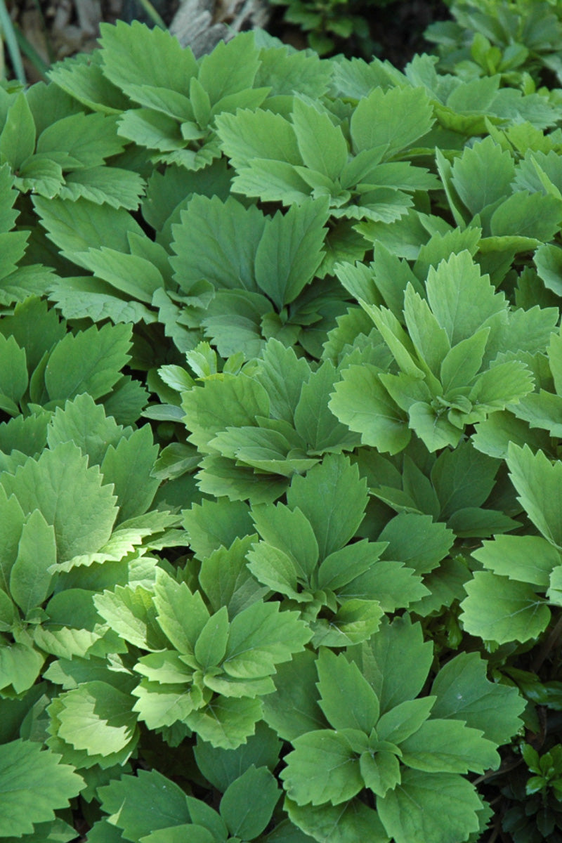 Pachysandra, Allegheny Spurge