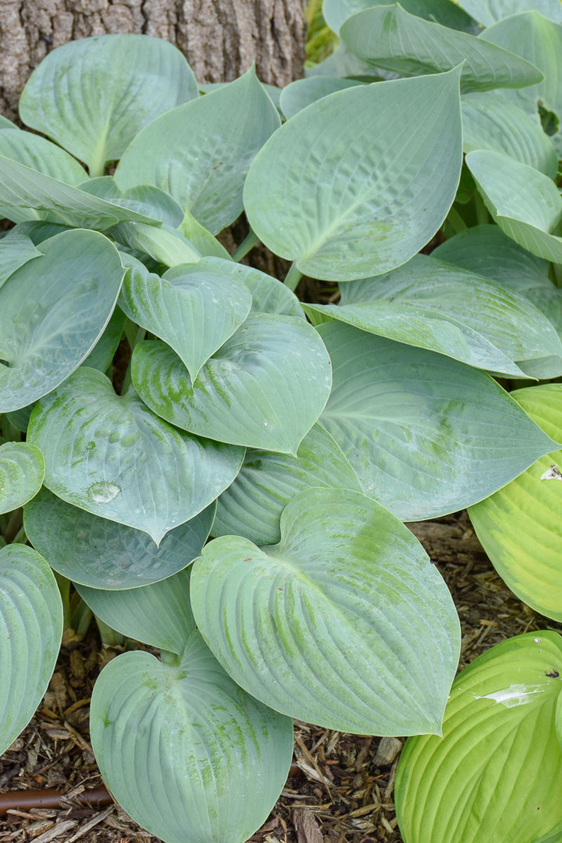 Hosta, Prairie Sky
