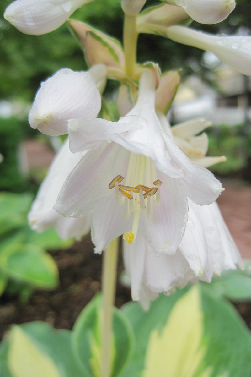 Hosta, Dream Weaver