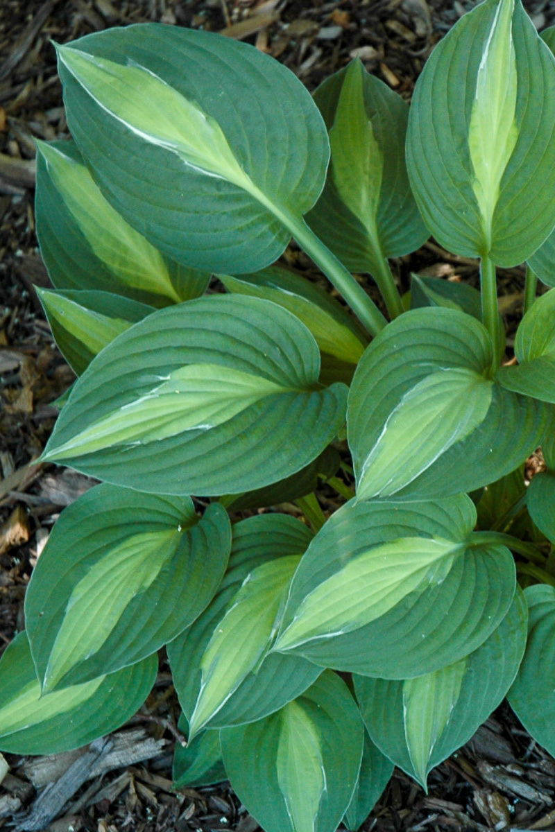 Hosta, Striptease