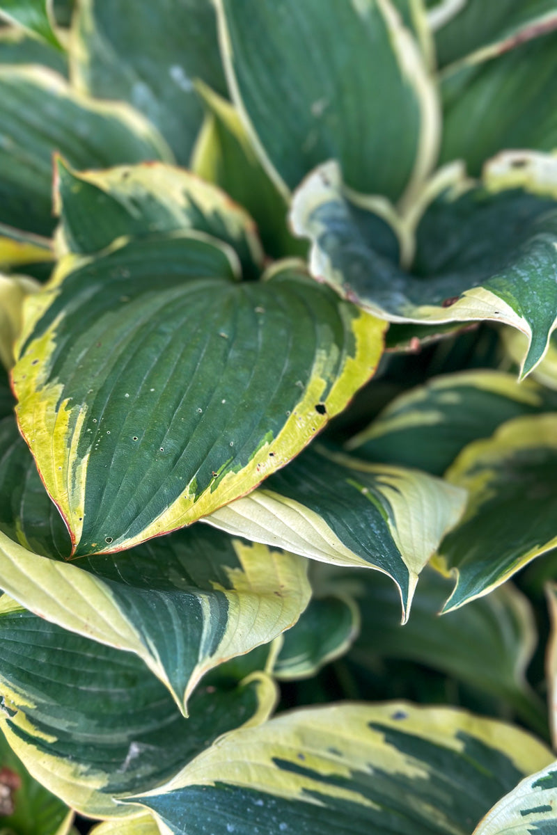 Hosta, Band of Gold