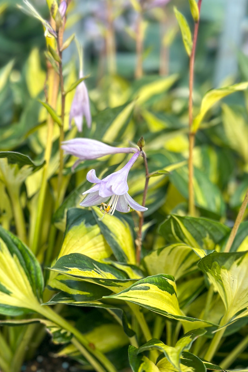 Hosta, Morning Star