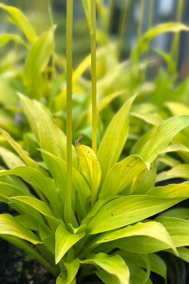 Hosta, Munchkin Fire