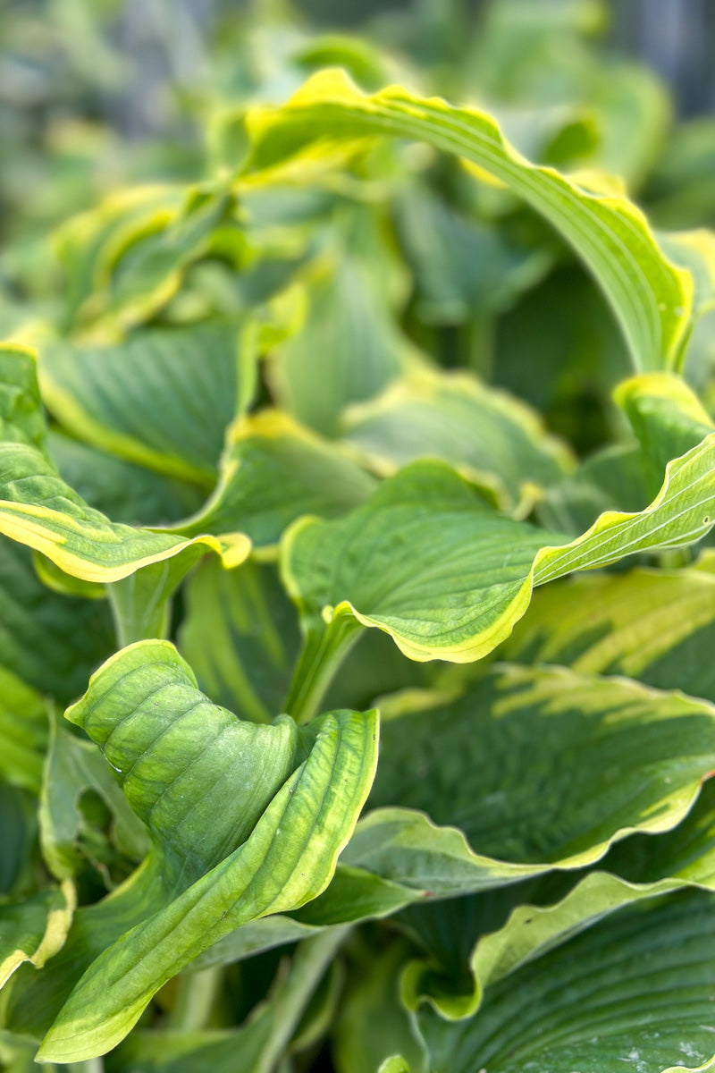 Hosta, Spartacus
