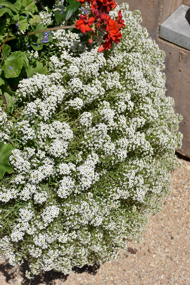 Lobularia, Easy Breezy White  4"