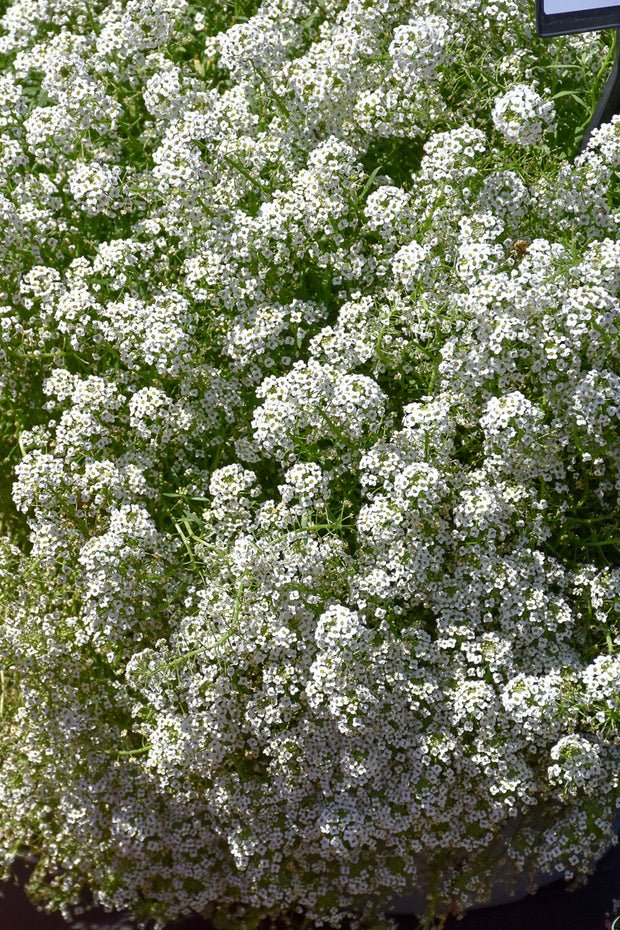 Lobularia, Easy Breezy White  4"