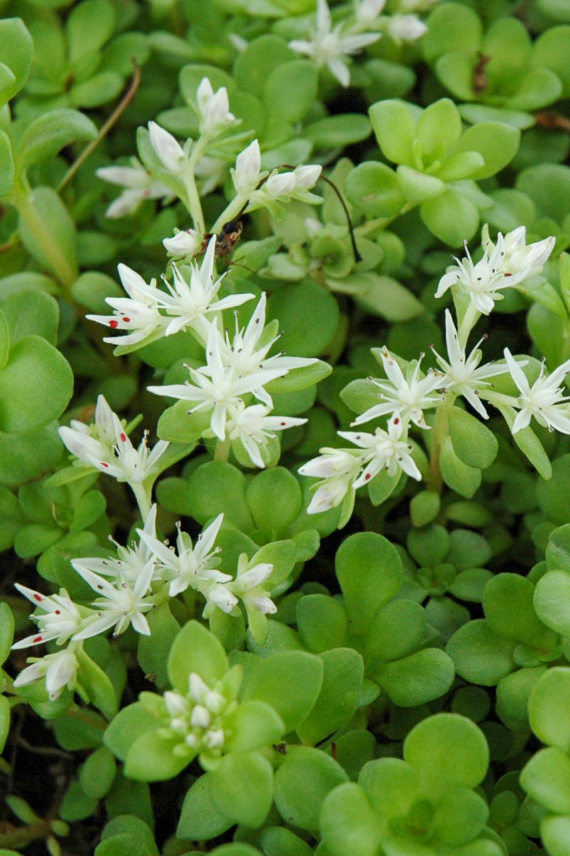 Sedum, Woodland