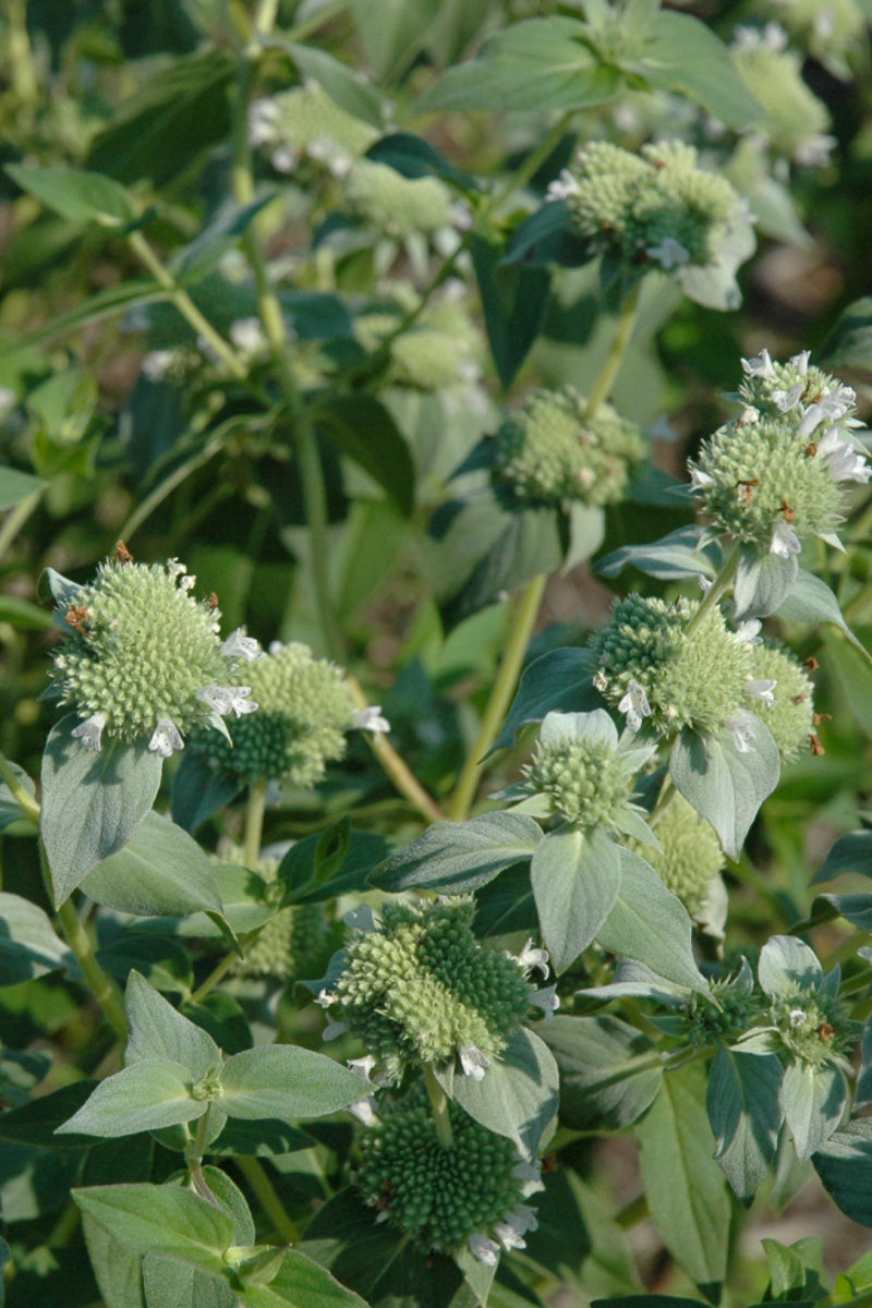 Mountain Mint