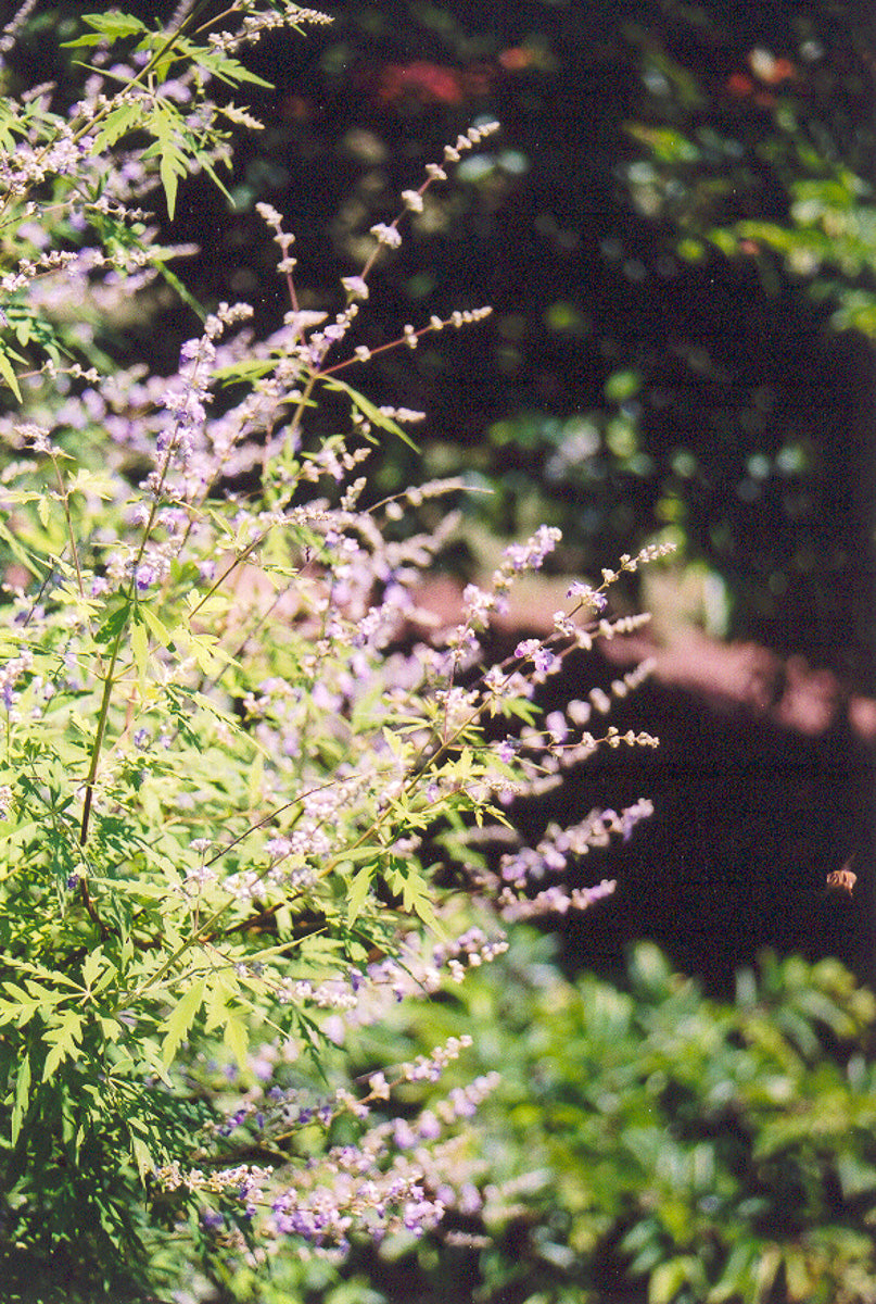Vitex Agnus-Castus