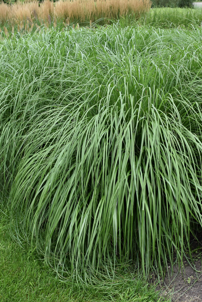 Fountain Grass, Cayenne (sterile)