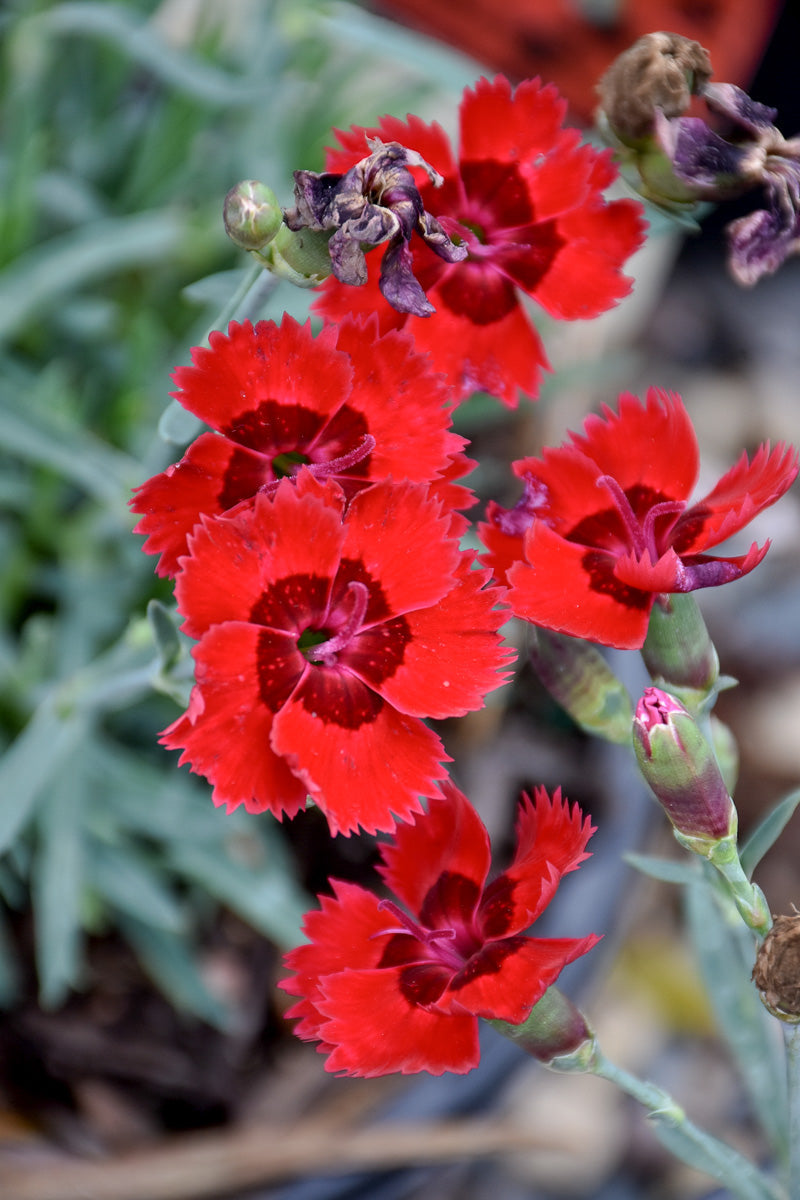 Dianthus, Fire Star