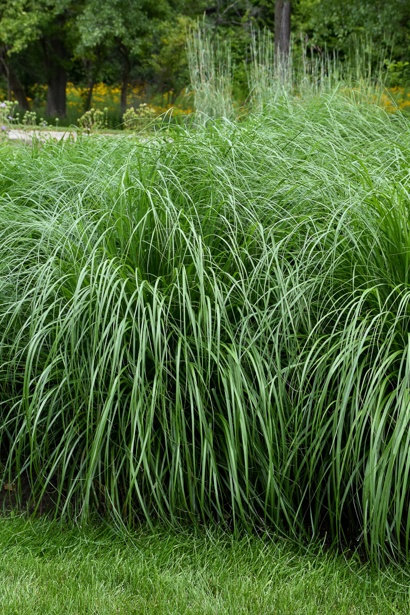 Grass, Fountain Etouffee (Sterline)