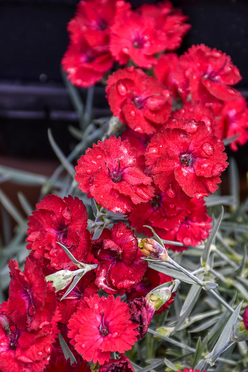 Dianthus, Mountain Frost Red Garnet