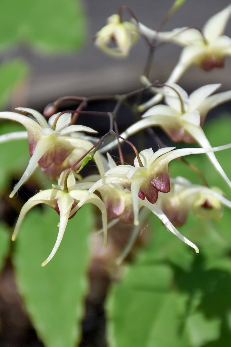 Epimedium Domino