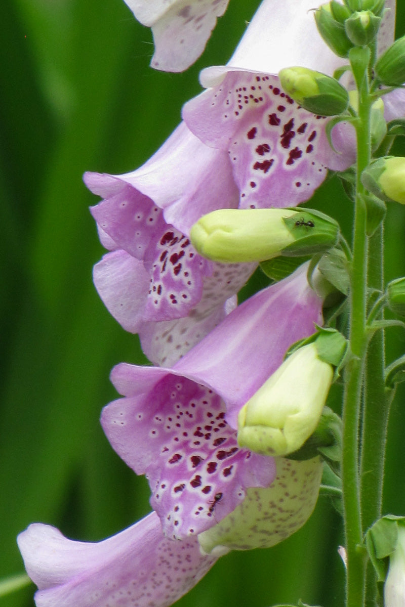Foxglove, Camelot Lavender
