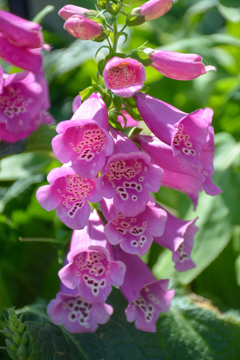 Foxglove, Camelot Rose