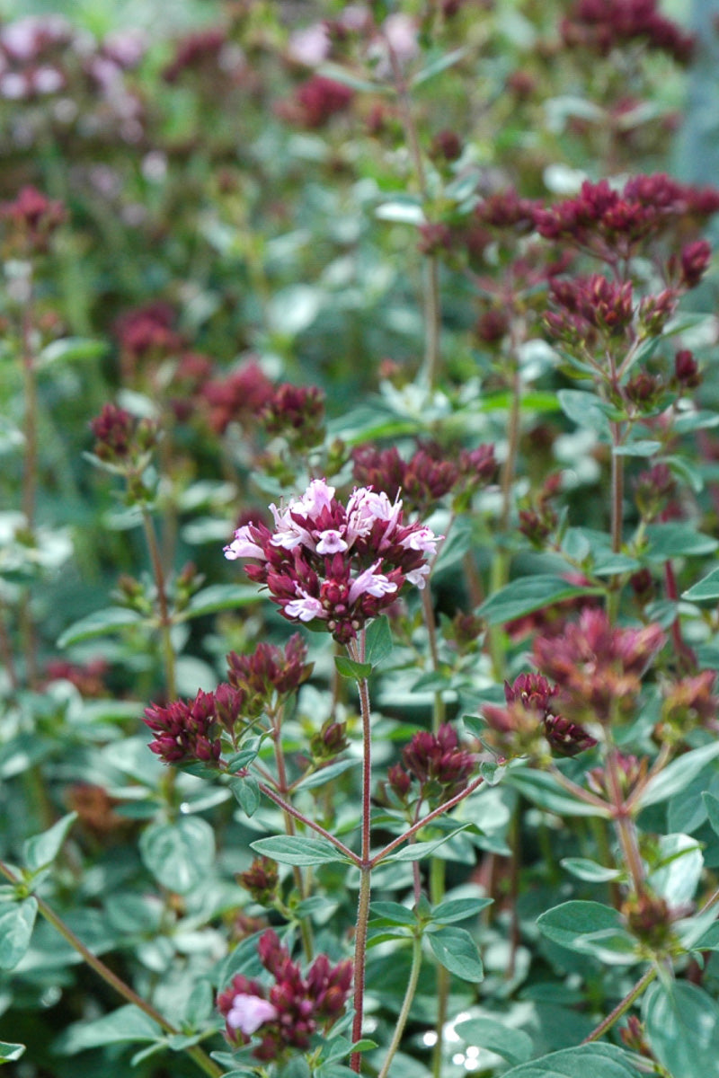 Oregano, Herrenhausen