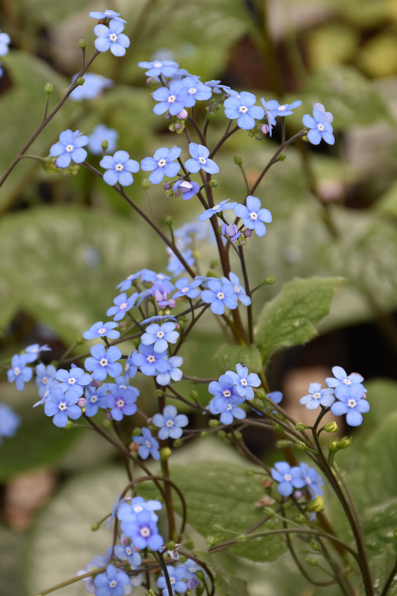 Brunnera, Emerald Mist