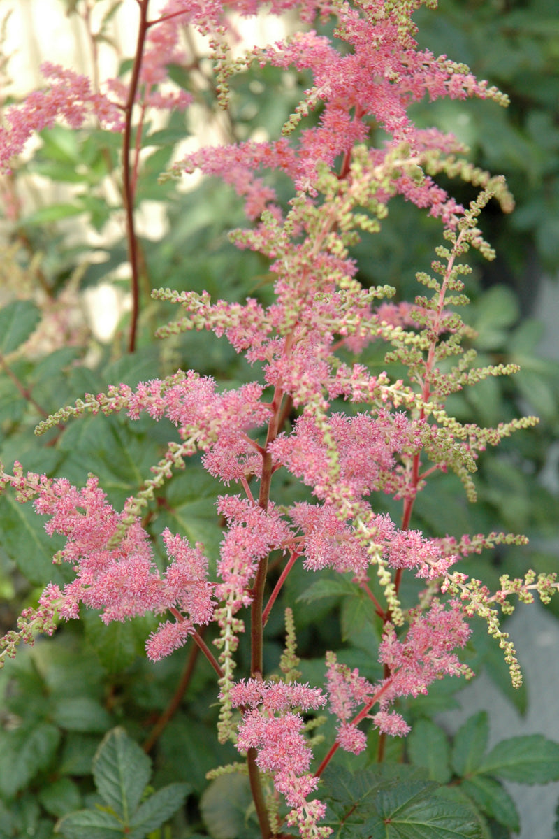 Astilbe, Bressingham Beauty
