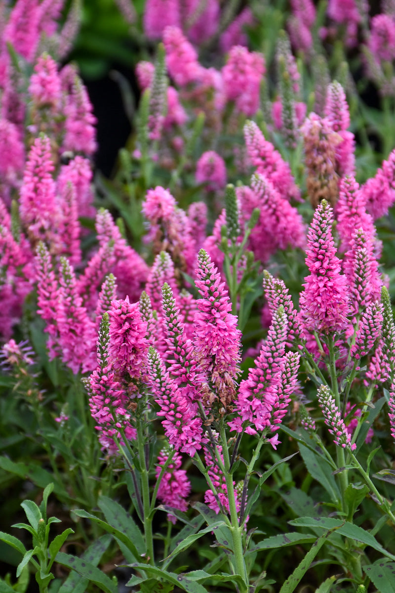Veronica, Pink Candles