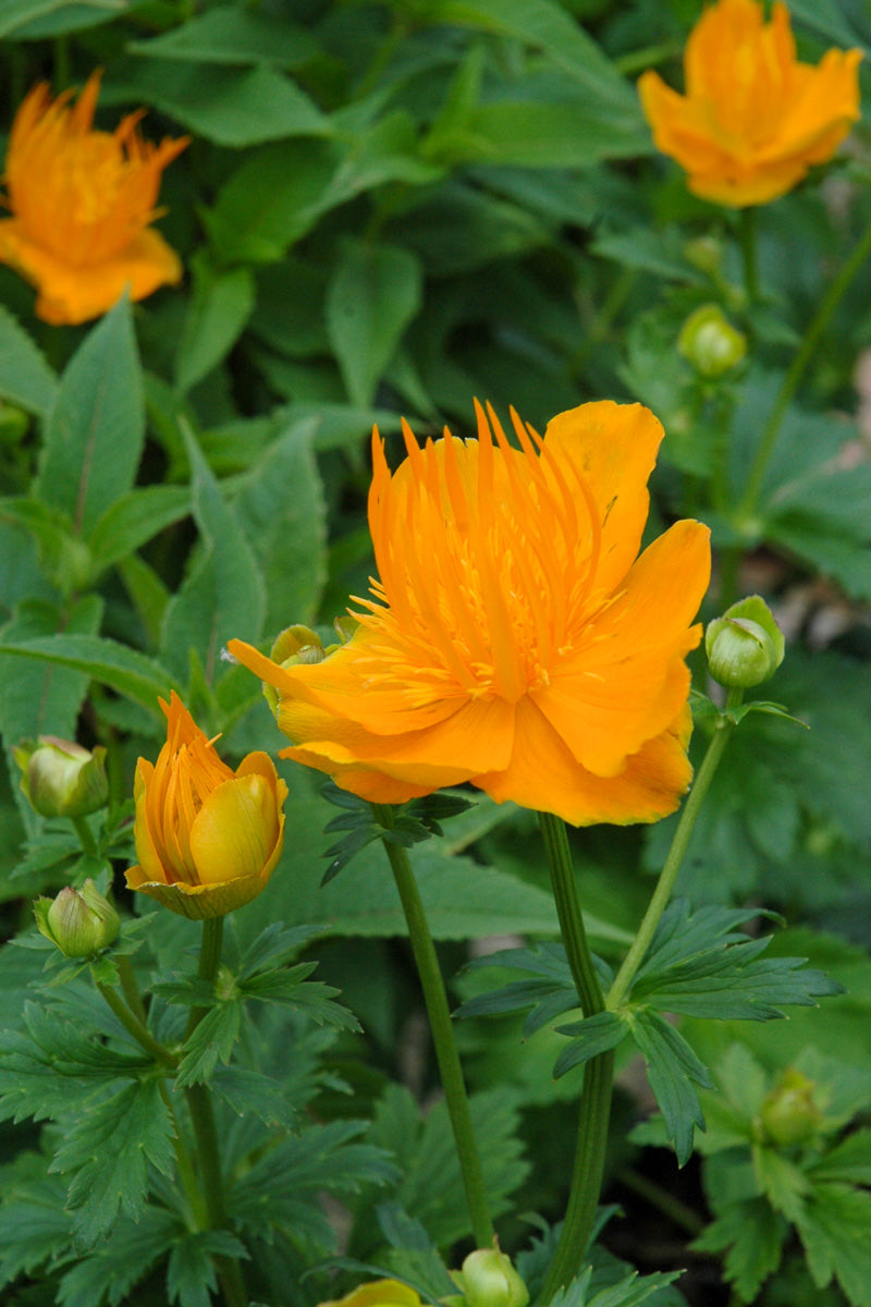 Globeflower, Golden Queen