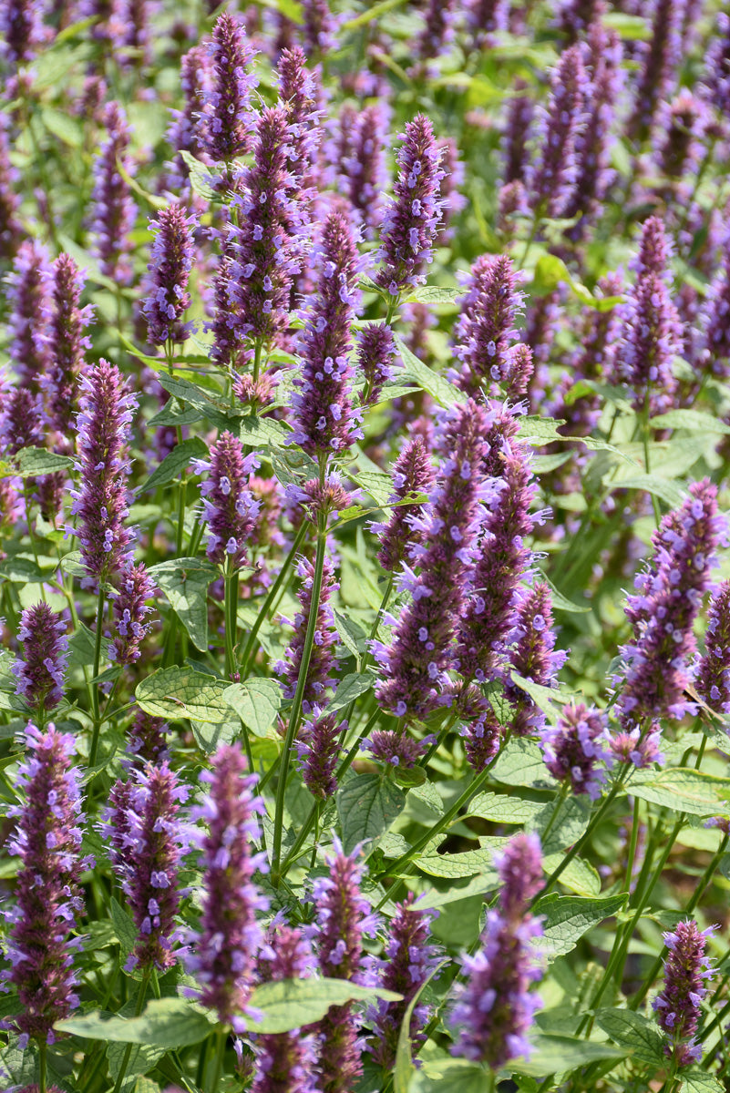 Agastache, Beelicious Purple