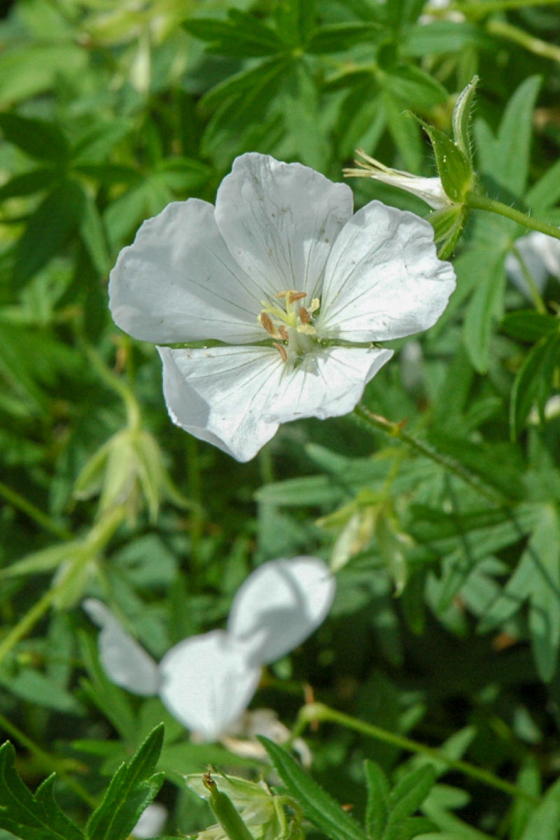Geranium, Album