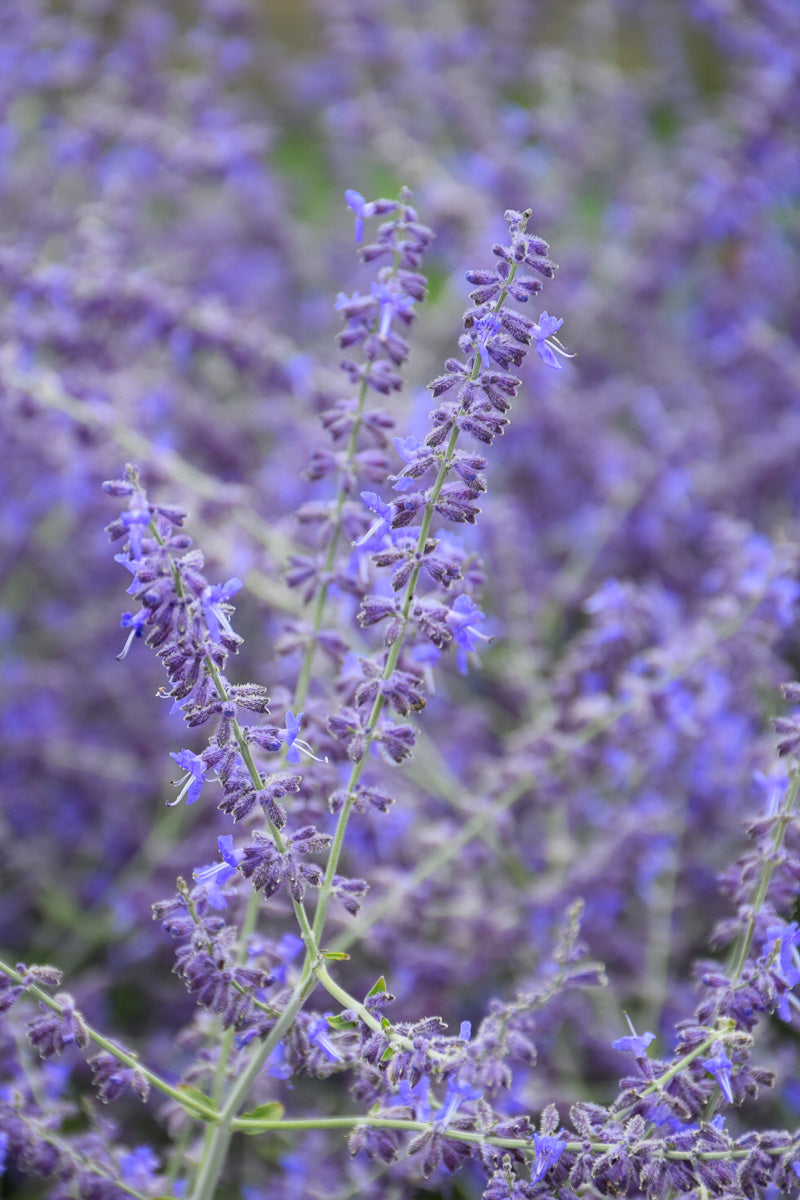 Perovskia Crazy Blue