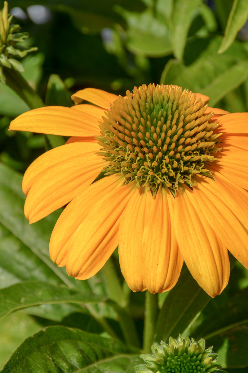 Coneflower, Artisan Yellow Ombre