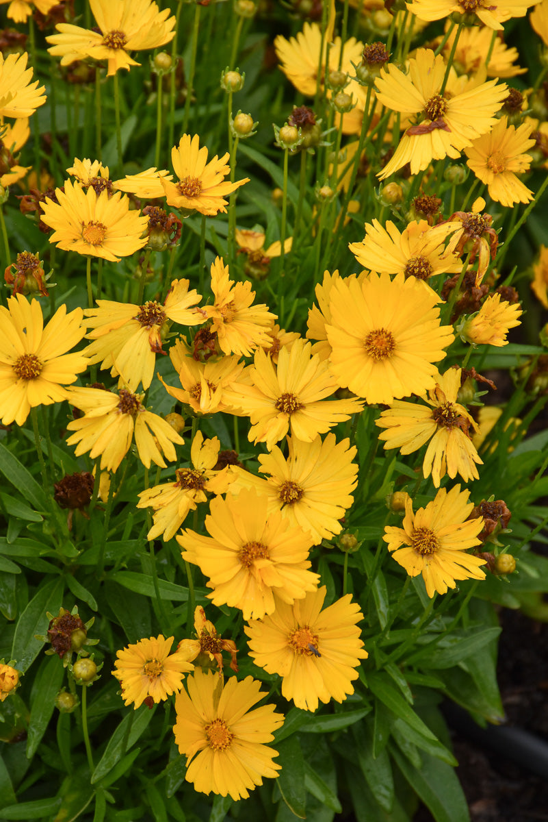 Coreopsis Uptick Gold