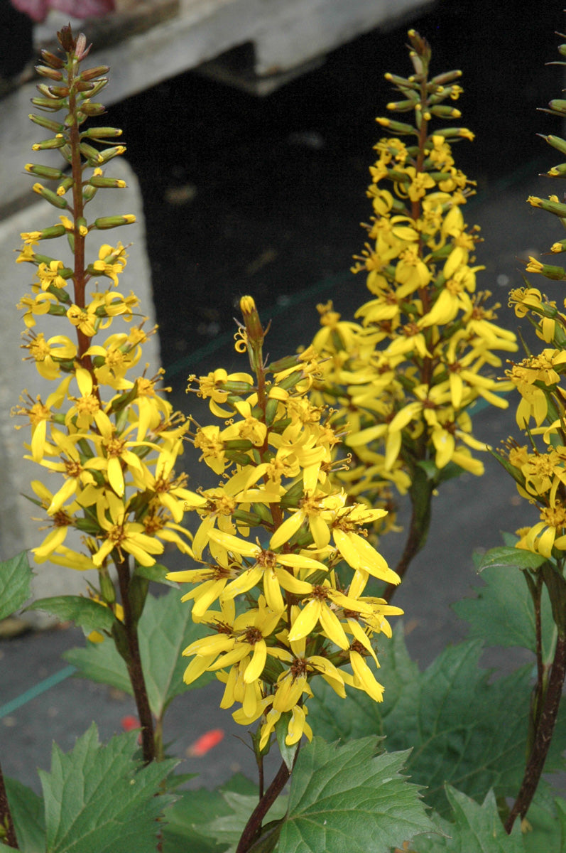 Ligularia, Little Rocket