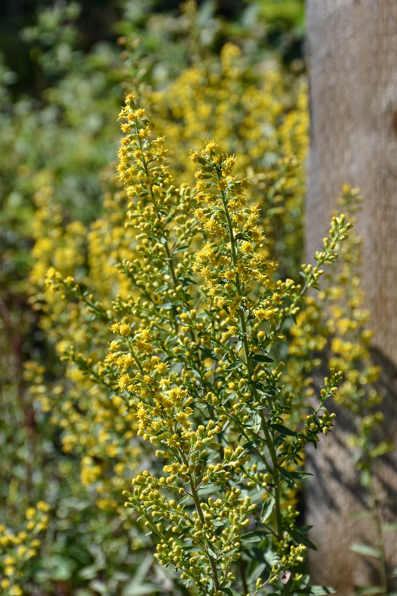 Goldenrod, Zig Zag
