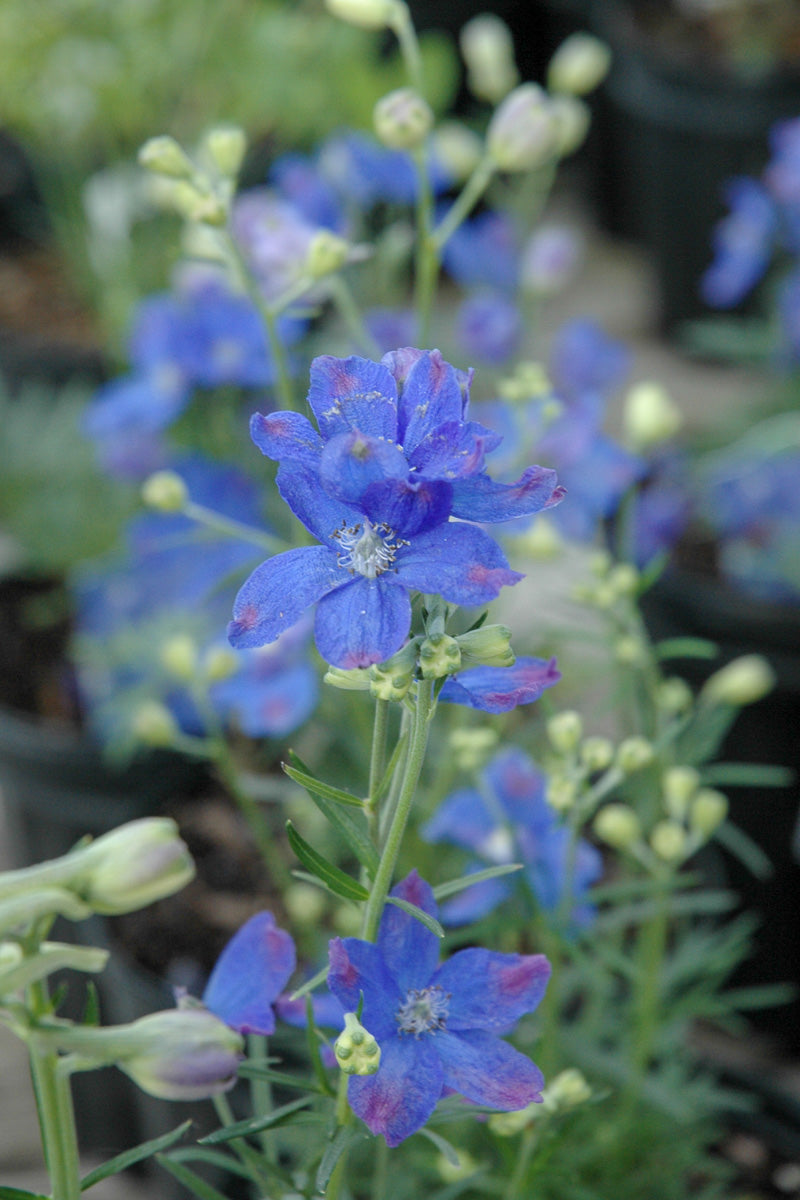 Delphinium, Blue Mirror