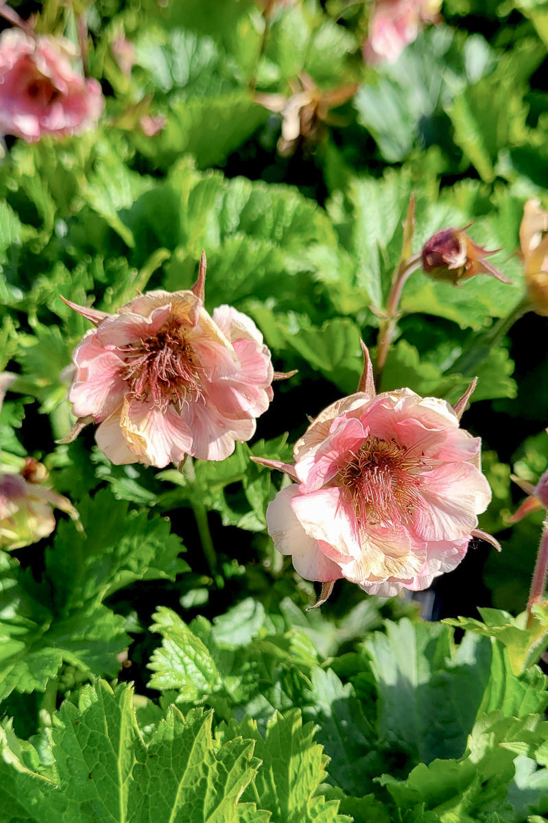Geum, Cosmopolitan
